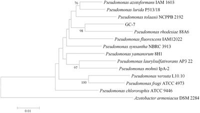 Biocontrol potential of Pseudomonas rhodesiae GC-7 against the root-knot nematode Meloidogyne graminicola through both antagonistic effects and induced plant resistance